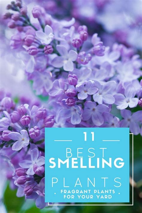 11 Best Smelling Plants For Your Great Flower Bush And Tree Ideas To