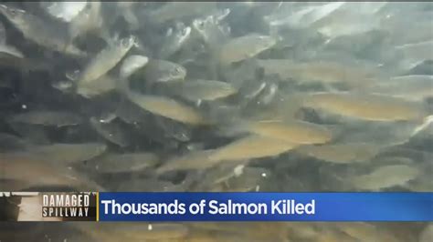 Suffocated Salmon Had Survived Oroville Dam Spillway Emergency Youtube