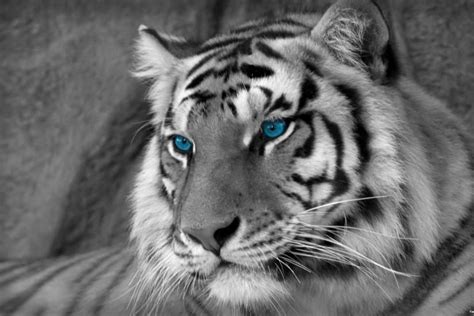White Tiger Wallpaper ·① Download Free Cool High Resolution Backgrounds