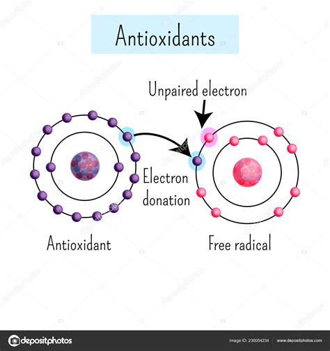 Diagrama Qu Mico Que Muestra Electrones Dinatos Antioxidantes Radicales
