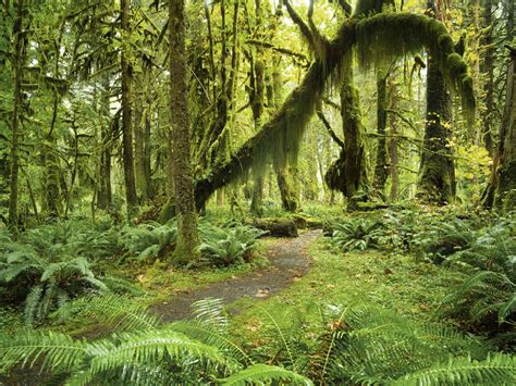 The Most Beautiful Forests To Visit In Washington State
