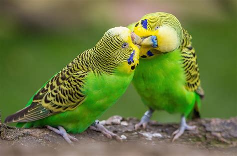The budgies with darker colored eyes are normally four to eight months old. How to identify the gender of a budgie | The Perruches