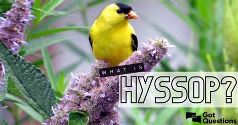 What Is Hyssop What Was Hyssop Used For In The Bible