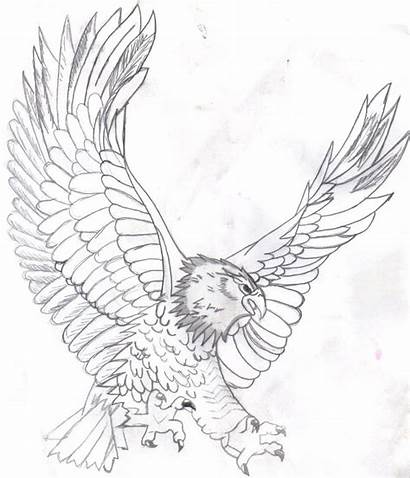 Eagle Coloring Bald Pages Printable Drawing Realistic