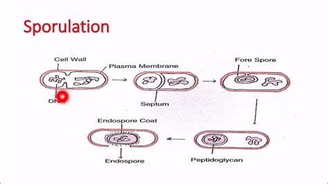 Bacterial Endospore Introduction To Microbiology Youtube