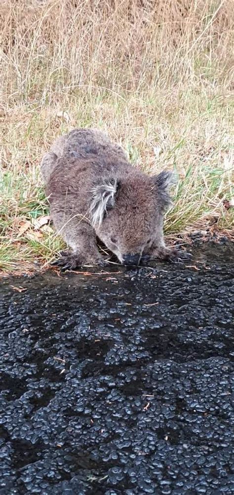 Wet Road Becomes Water Bowl For Thirsty Koala One News Page Video