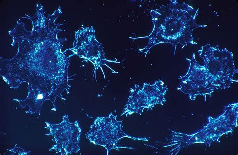 Amoeba Microscopic Image Cancer Cells Cells Scan Electron