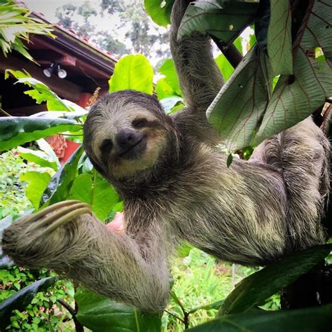 100 Unbearably Cute Sloth Pics To Celebrate The International Sloth Day