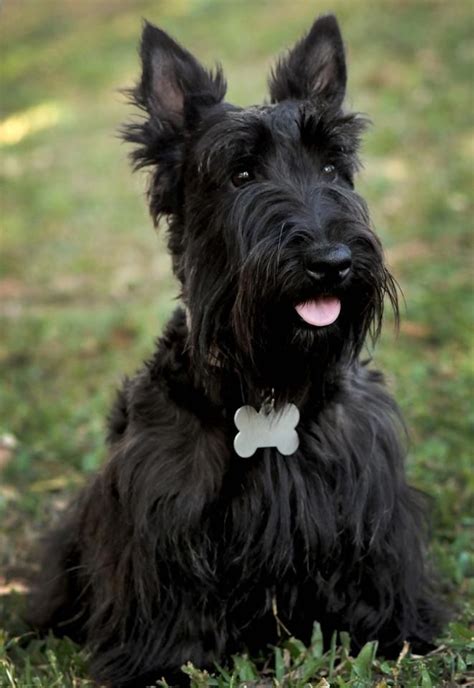 Luna My Scottish Terrier Dog Breeds Cute Dogs Terrier Dogs
