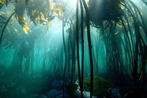 Underwater Kelp Forests In The Ocean Around Cape Town Underwater
