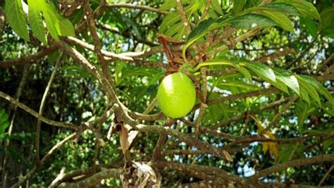 Planting fruit trees in your yard can completely transform a barren landscape into one teeming with birds, pollinators, and other wildlife. picture of green tropical fruit tree.JPG Hi-Res 720p HD