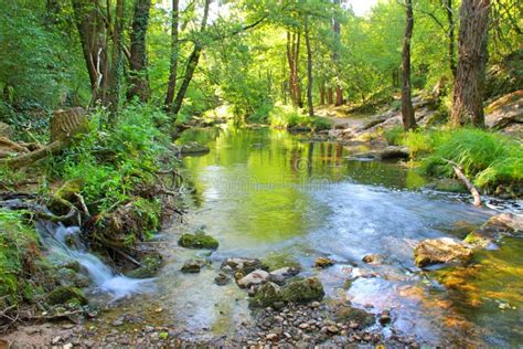 Pequeño Río Limpio Que Atraviesa El Bosque Verde Imagen De Archivo