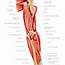 Muscles Of Right Upper Arm Photograph By Asklepios Medical Atlas