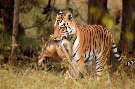 Famous Tigers Of Pench National Park