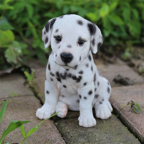 Dalmatian puppies are born with plain white coats and their first spots usually appear within 10 days; Hi-Line Gift Ltd. Dalmatian Puppy Statue & Reviews | Wayfair