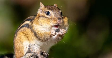 Chipmunk Teeth Everything You Need To Know Imp World