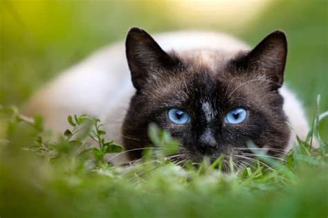 Today, siamese with and without crossed the crossed eyes of the siamese cat developed naturally to compensate for a genetic flaw in their eye structure. Are Siamese Cats Mean? • The Pets KB