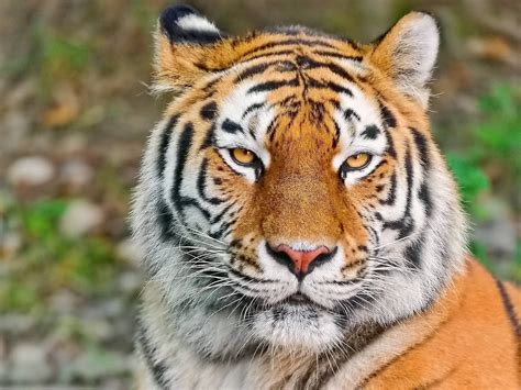 Best Ideas For Coloring Tiger Face
