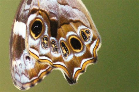 Butterfly Life Cycle Bamboo Treebrown Lethe Europa Flickr