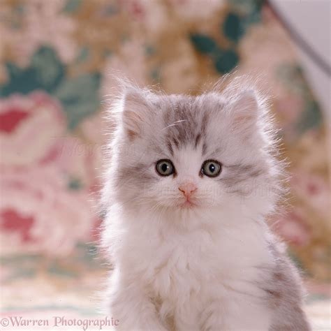 Portrait Of Fluffy Kitten Photo Wp08501