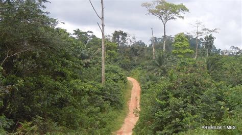 Deforestation Nigeria Has Lost 96 Of Its Forest Ncf