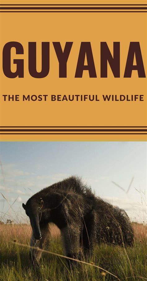 The Most Amazing Wildlife In Guyana South America Travel South