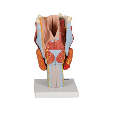 Human Larynx Model 2 Times Full Size 7 Part 3b Smart Anatomy