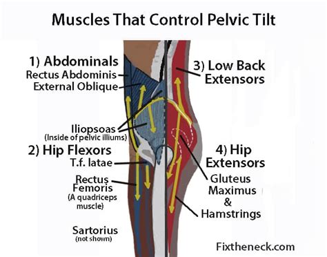 The greater or false pelvis (pelvis major).—the greater pelvis is the expanded portion of the cavity situated above and in front of the pelvic brim. Posterior Pelvic Tilting - Even Simpler - POST COMPETITIVE ...
