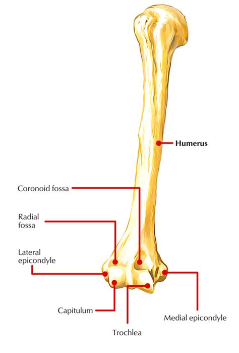 Labeled Femur Bone
