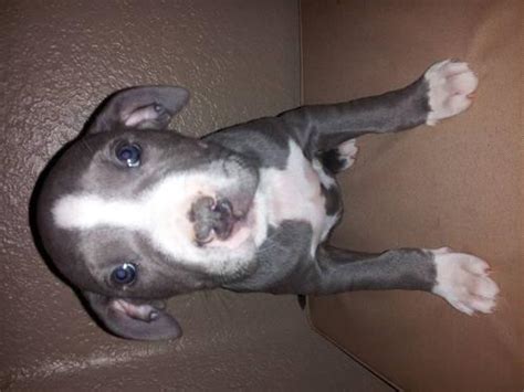 These puppies were already born will be ideal for training. ADBA Blue Pitbull Puppies-XL Razors Edge/Gotty/Chaos/Watchdog for Sale in Oklahoma City ...