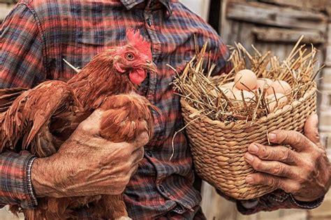 Cdc Wants People To Stop Kissing Snuggling Their Chickens