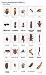 Zululand Pest Control Images