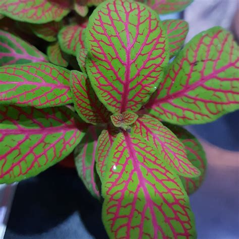 Nerve plant care summary common name: Fittonia 'Pink Ruby Lime', Nerve Plant 'Pink Ruby Lime' in ...