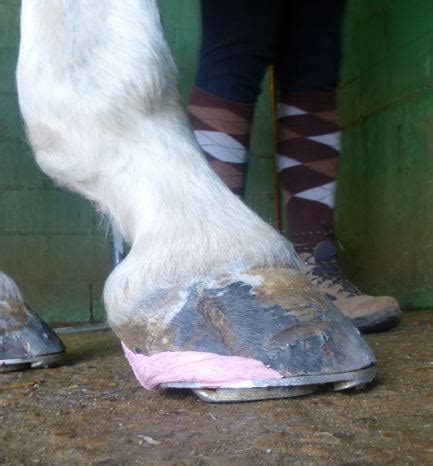New Concept In The Navicular Treatment Page Farriers Forum