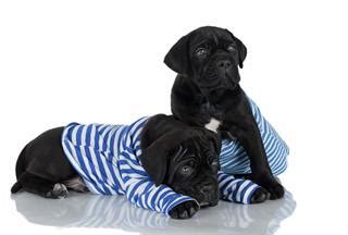 Great dane & pitbull terrier. Information About the Family-loving Great Dane-Mastiff Mix ...