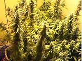 Marijuana Bud Pictures