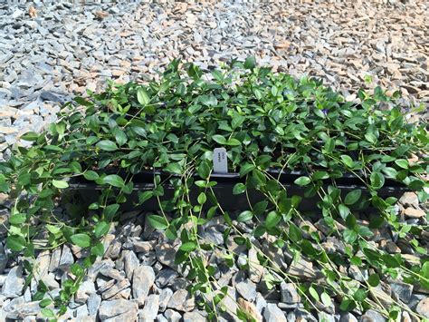 Vinca Minor Very Fast Growing Groundcover Periwinkle Plant Ground