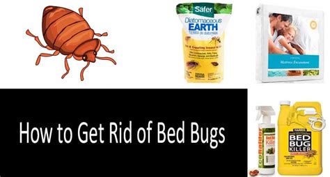 How To Get Rid Of Bed Bugs With Bombs And Foggers Do They Really Work