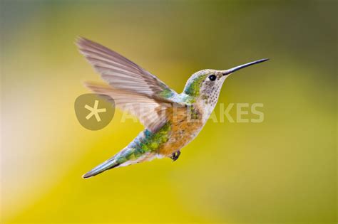 Side View Close Up Of Female Rufous Hummingbird In Flight