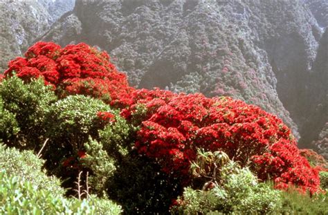 New Zealands Majestic Pohutukawa Tree The Wandering Palate