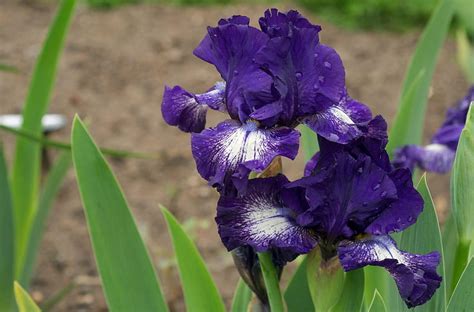 Flowers Drops Flower Bed Flowerbed Irises Sharpness Hd Wallpaper