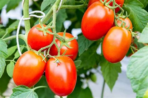 Τhe World Famous Tomatoes From Italy This Is Italy