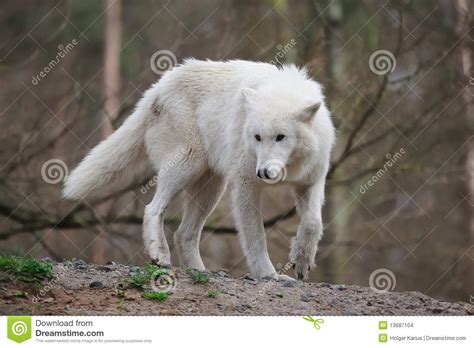 Arctic Wolf Canis Lupus Arctos Stock Images Image