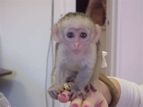 Gorgeous Baby Capuchin Monkeys For Sale Pets For Sale In The Uk