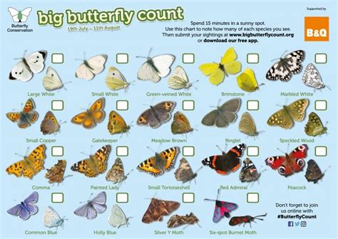 The Big Butterfly Count Hampshire Round And About Magazine
