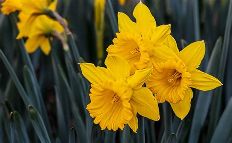 Beautiful Daffodils Flowers Images Best Flower Site