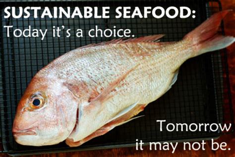 Sustainable Seafood Consumption How To Guide
