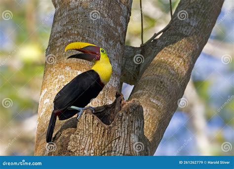 Black Mandibled Or Yellow Throated Toucan Ramphastos Ambiguus At