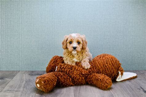 Teacups, puppies & boutique, davie, florida. Small breed puppies for sale | Teacup Pups for sale in Ohio - Premier Pups