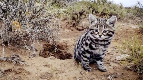 This Is The Worlds Deadliest Cat 60 Of Its Hunts Are Successful Aww